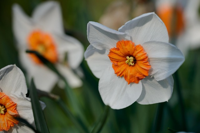 Free Daffodils Narcissus photo and picture