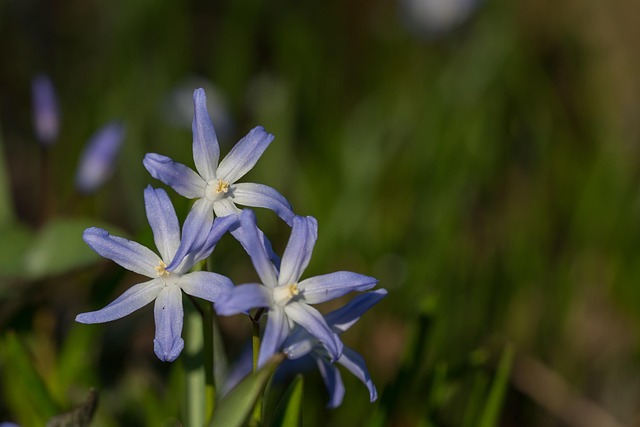 Free Ordinary Snow Pride Chionodoxa Luciliae photo and picture