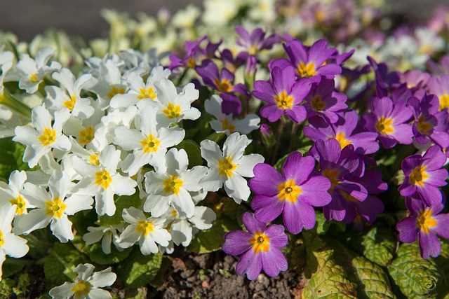 Free Primroses Primula photo and picture