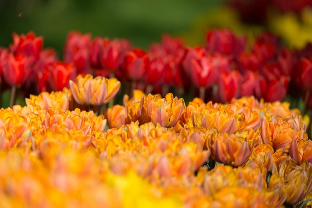 Free Tulips Flower Wallpaper photo and picture