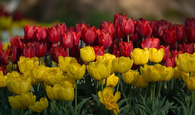Free Tulips Blossoms photo and picture
