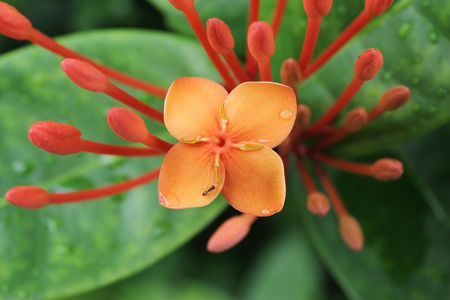 Free Ant Flower photo and picture