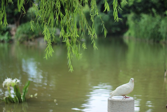 Free Pigeon Lake photo and picture