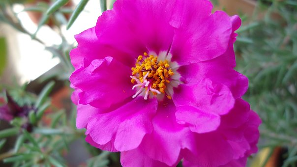 Flor, Rosa, Flores, Natureza, Rosado