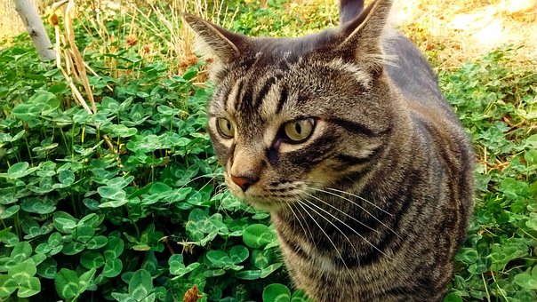 Free Cat Tabby photo and picture