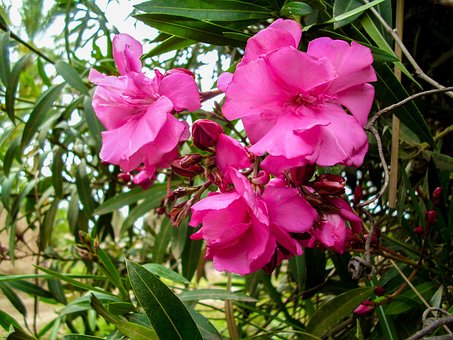Free Good Time Nature photo and picture