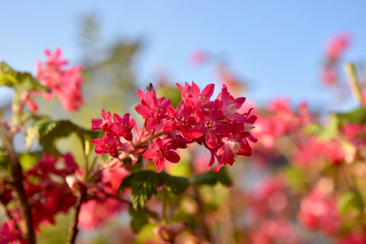 Spring Currant Shrub - Free photo on Pixabay - Pixabay