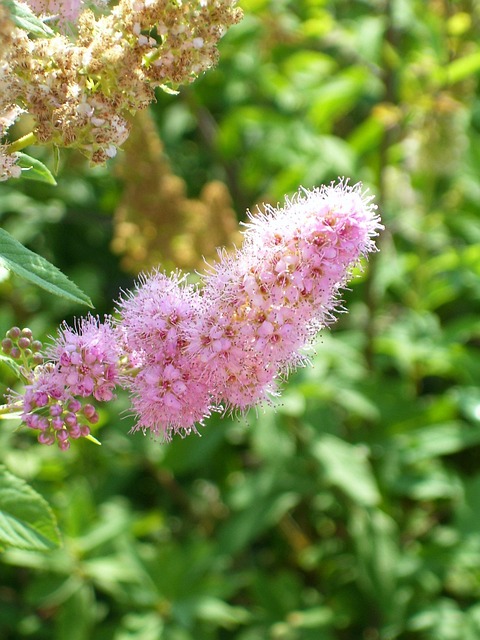 Free Spring Flowering photo and picture