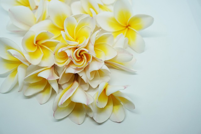 Free Frangipani Dok Champa Laos photo and picture