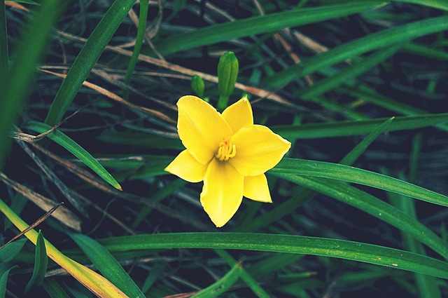 Geel, Bloem, De Lente, Bloemen, Groente