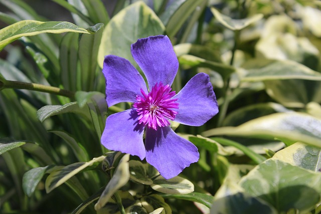 Blomst, Lilla, Blomster, Natur, Ecuador