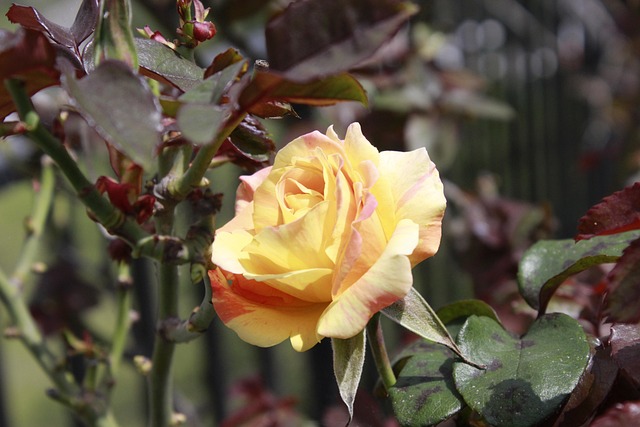 Rose, Ecuador, Blomster