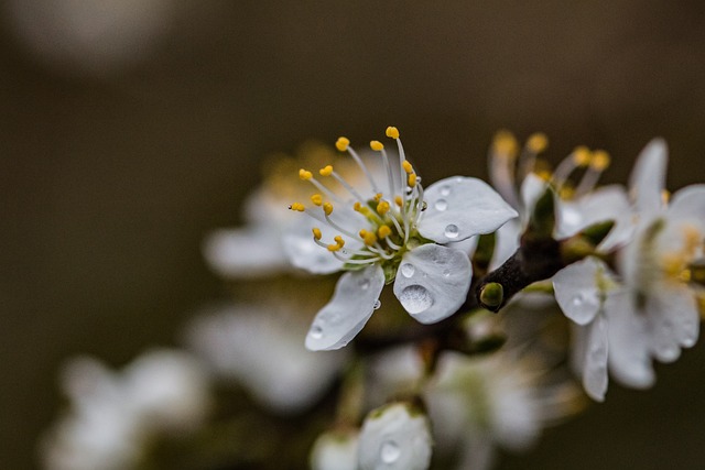 Blüte, Regentropfen, Blume, Nahaufnahme