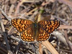 butterfly, damero knapweed, melitaea phoebe