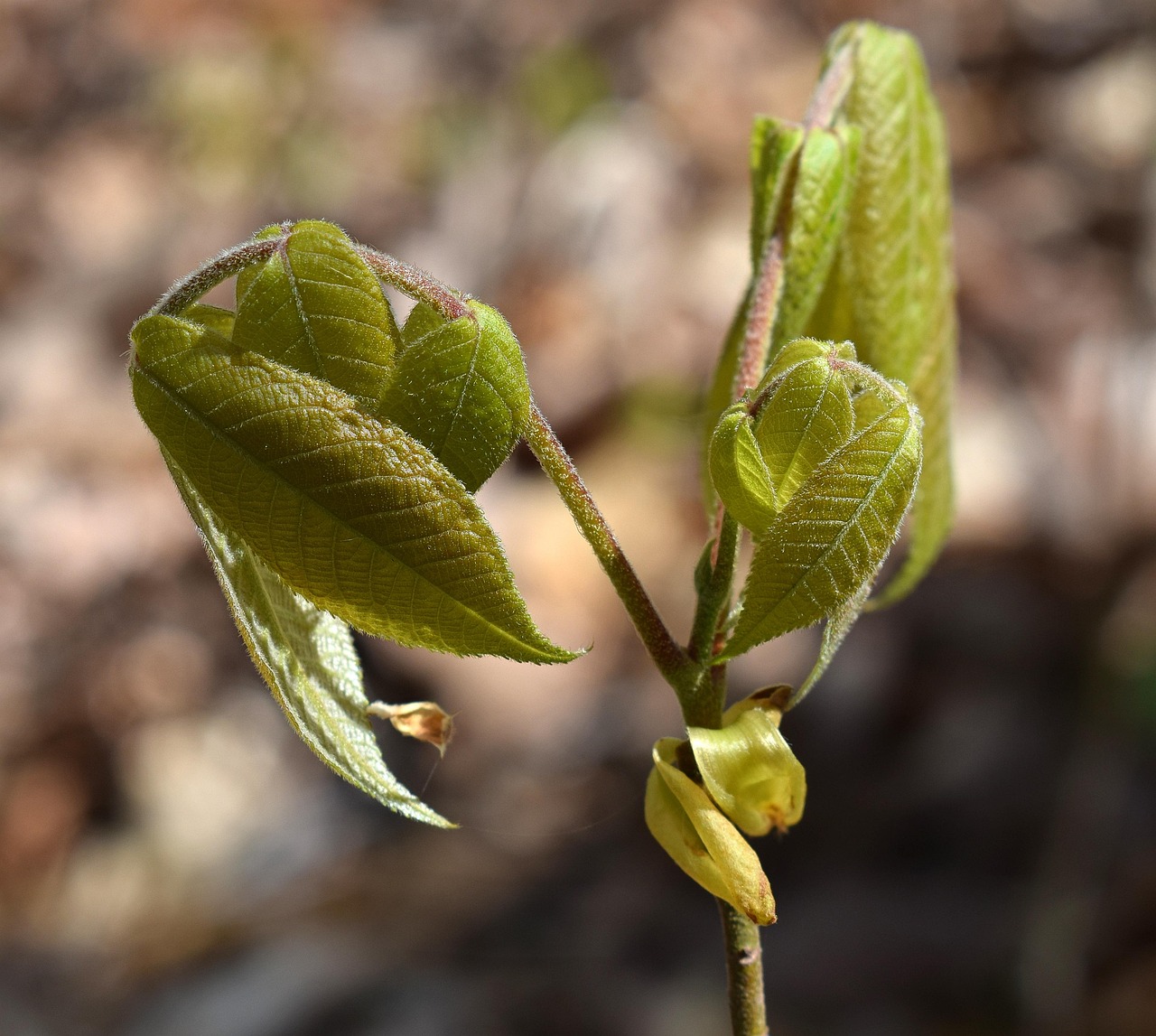 Sumac Tree New Leaves Free photo on Pixabay Pixabay