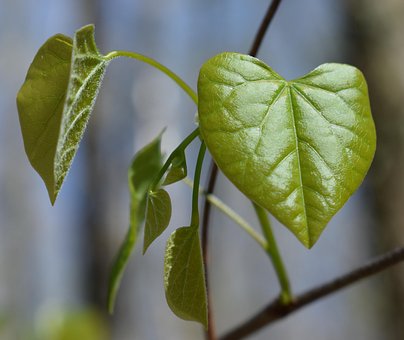 heart shaped leaves images pixabay download free pictures
