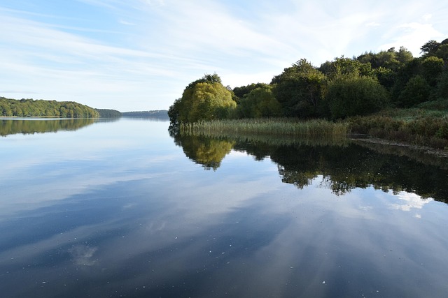 Lac De Pădure, Apă, Copaci
