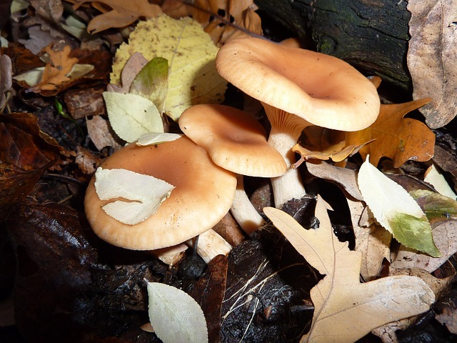 Pilze, Irina, Die Natur, Schöne