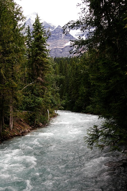 Free River Forest photo and picture