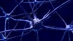 nerve cell, neuron, brain