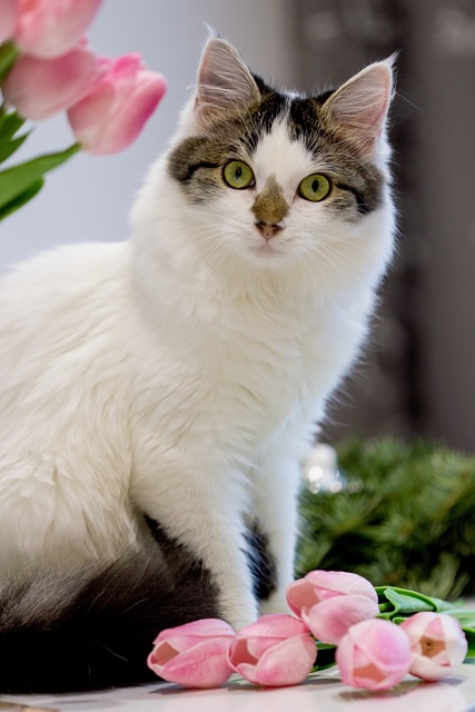 Free Cat Tulips photo and picture