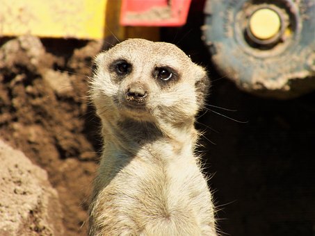 Zvíře, Surikata, Divoké Zvíře, Zoo