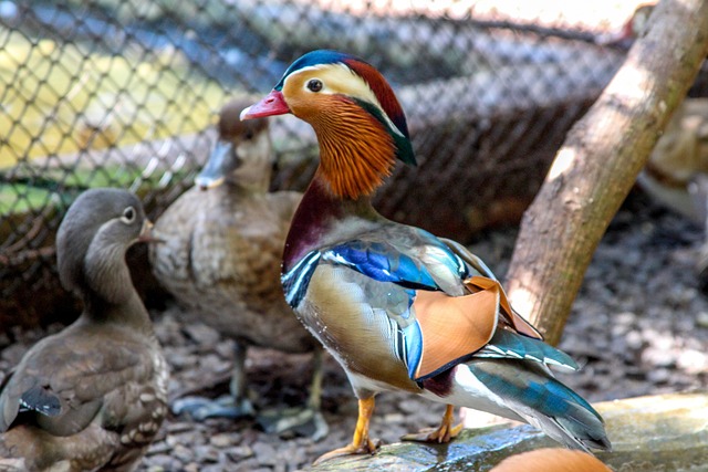 Pato, Marreco, Pássaro, Lagoa, Nadando