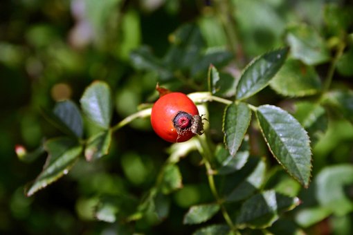 Escaramujo, Fruta, Rojo, Planta