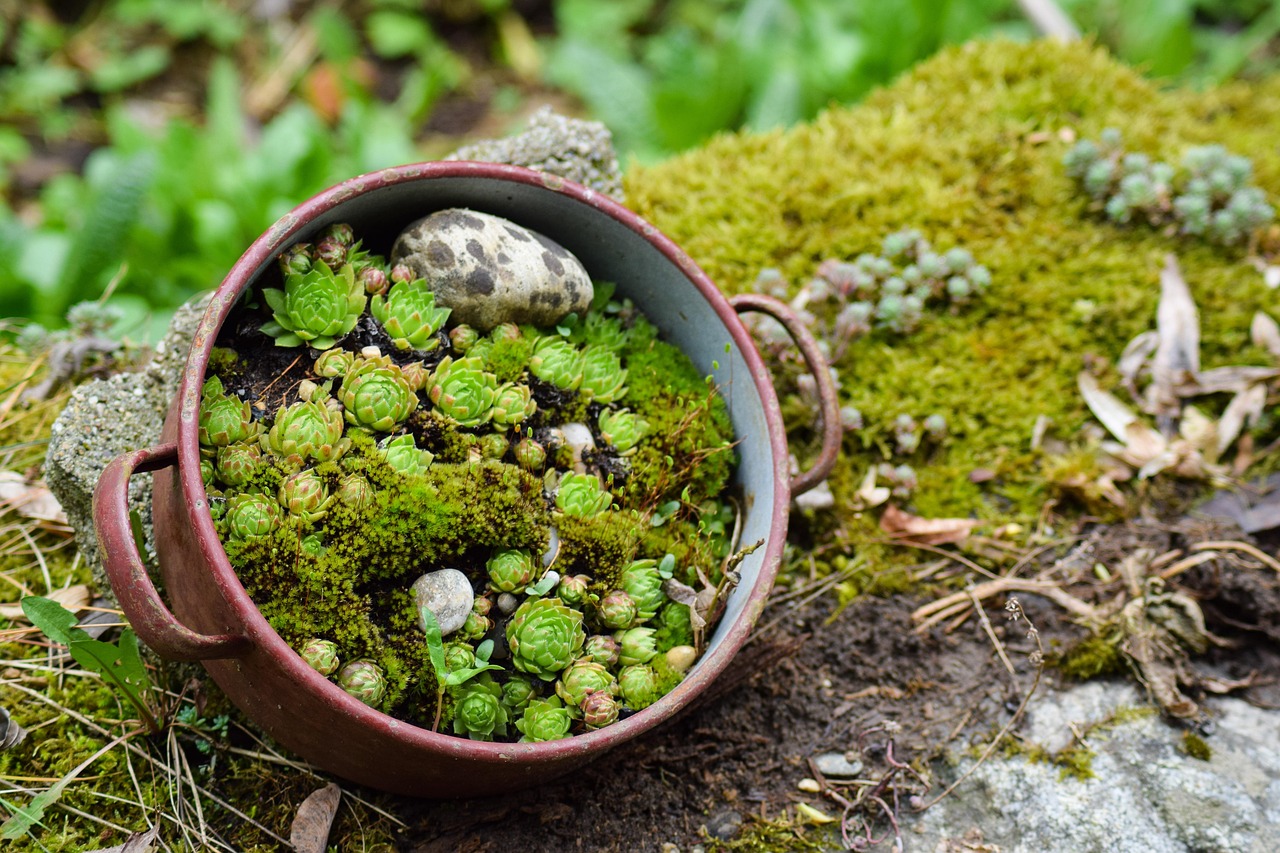 Sukkulenten Natur Steingarten - Kostenloses Foto auf Pixabay