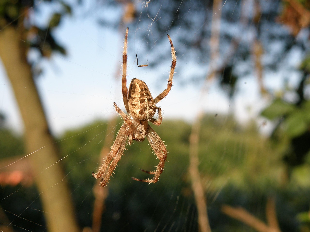 Araña Naturaleza - Foto gratis en Pixabay - Pixabay