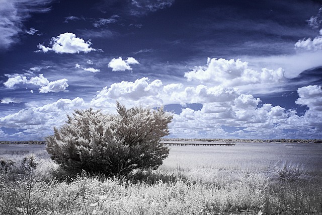 Free Infrared Marsh Grass photo and picture