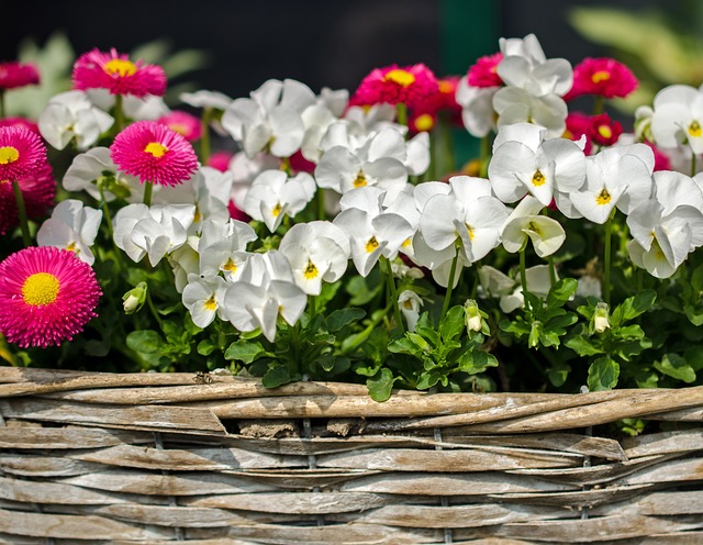Free Flower Spring photo and picture