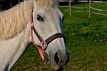 horse, halter, coupling