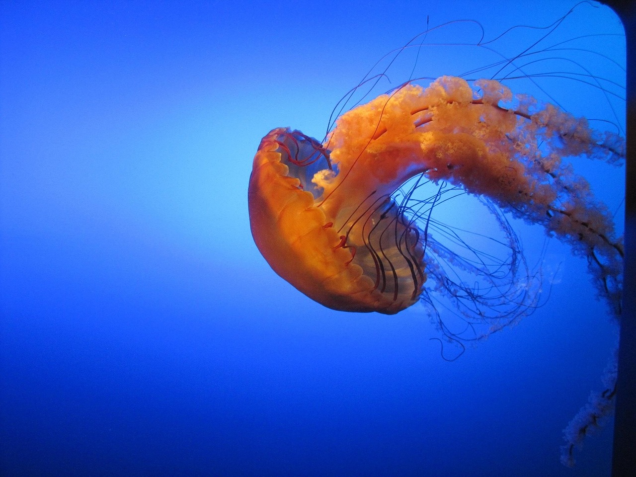 100+ Free Jelly Fish & Jellyfish Images Pixabay