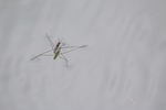 water striders, lake, pond