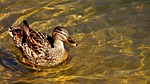 mallard, brown, animal world