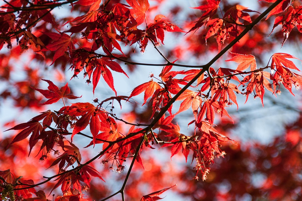 https://cdn.pixabay.com/photo/2017/04/09/09/25/leaves-2215244_960_720.jpg
