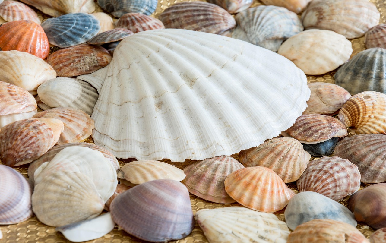 100 000 Free Sea Shells Shell Photos Pixabay 100 000 Free Sea Shells Shell Photos Pixabay