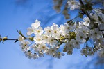 cherry, cherry blossom, blossom
