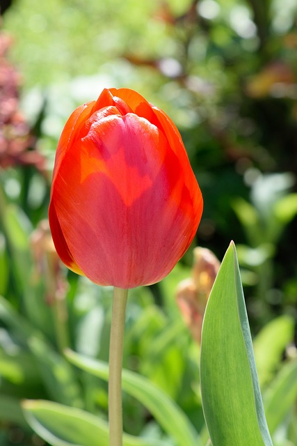 Free Tulip Spring photo and picture