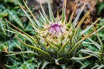 cardoon, plant, nature