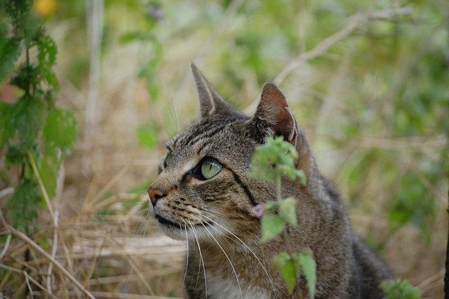 Free Cat Nature photo and picture
