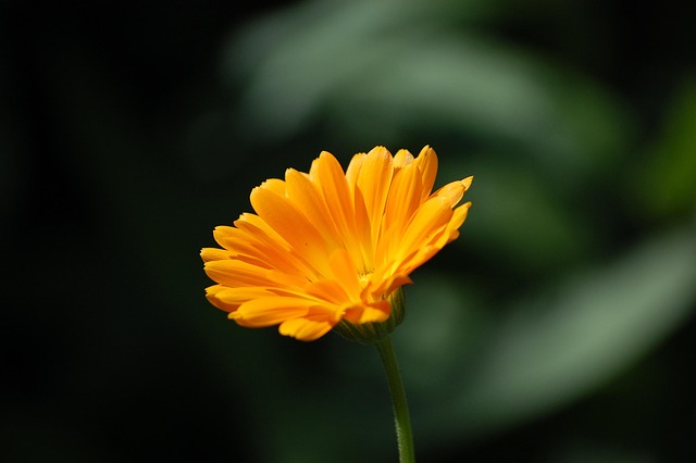 Free Flower Nature photo and picture