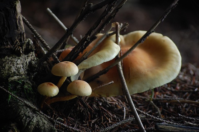 Free Mushrooms Nature photo and picture