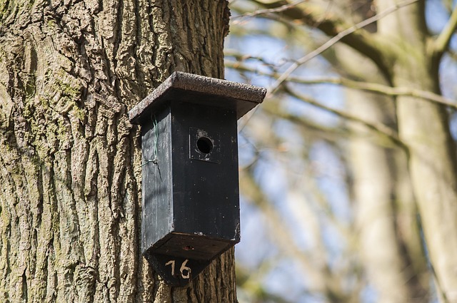Nistkasten, Vogelhaus, Wald, Haus, Natur