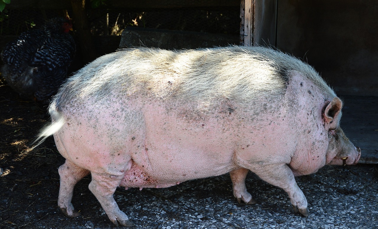 PotBellied Pig Domestic Animal Free photo on Pixabay Pixabay