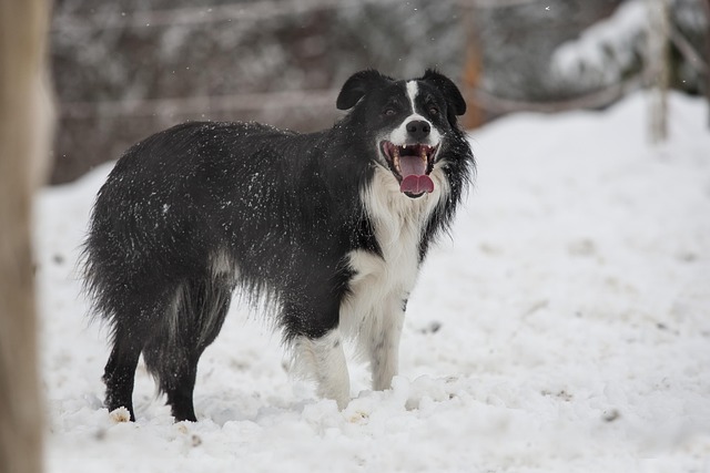 Cachorro, Border Collie, Neve, Preto