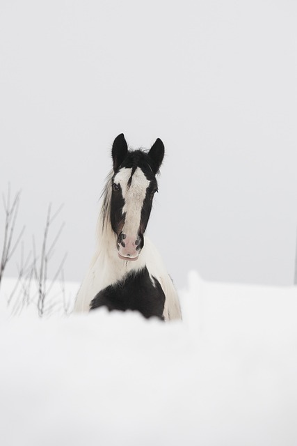 Cavalo, Branco, Preto, Gafanhoto