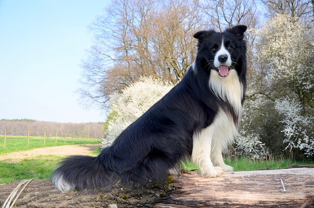 4+ Free Boder Collie & Dog Images - Pixabay