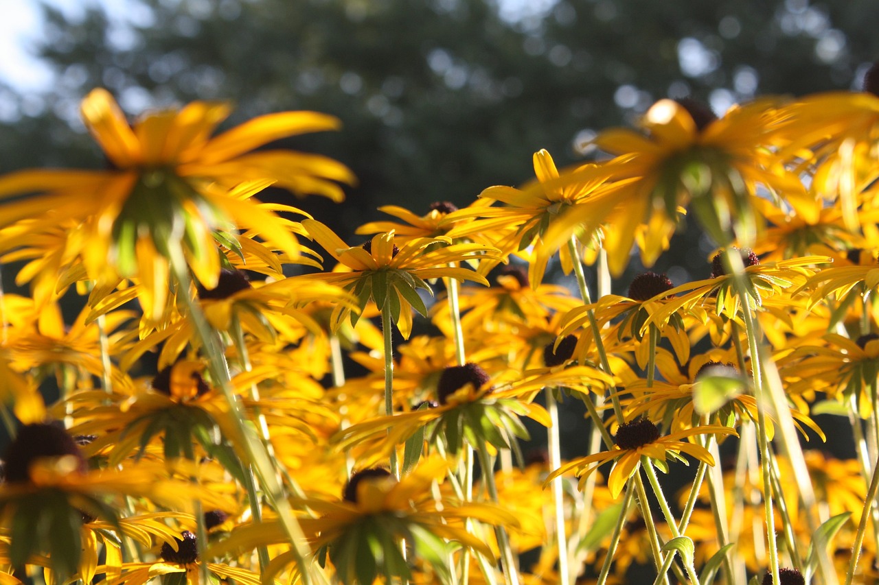 Black-Eyed Susan – Truelove Seeds